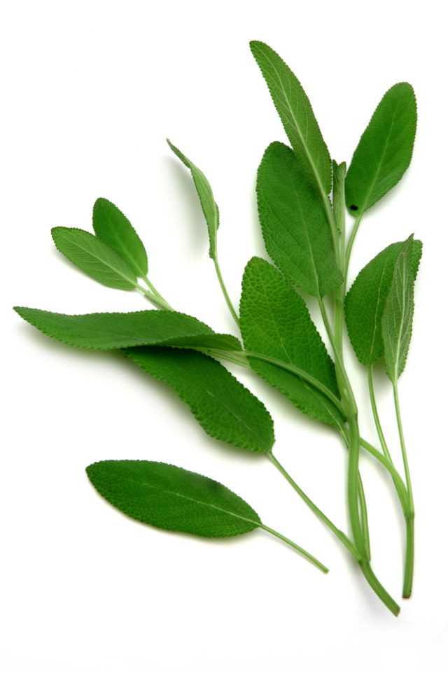 🌱5 Powerful Indoor Plants For Manifestation Manifestation Magic