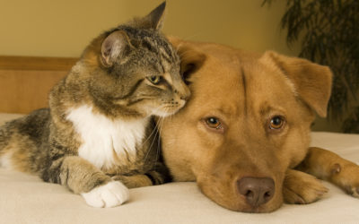 Heal Your Pets Through a Calming Reiki Session