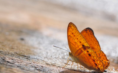 Transform Your Consciousness & Be a Better You in 2020 With the 360 Transformation System