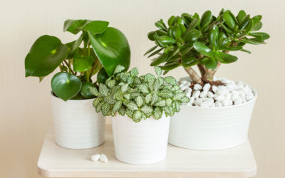 5 Indoor Plants That Can Bring Wealth Into Your Home