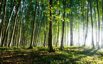 Heal Through the Power of Nature(Even When You’re Stuck at Home)