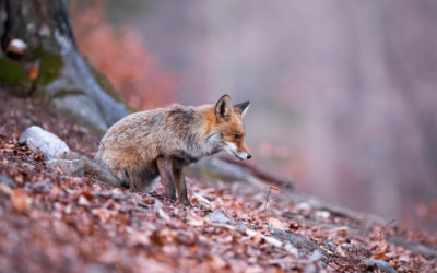 Why You Should Never Ignore Your Gut Instincts