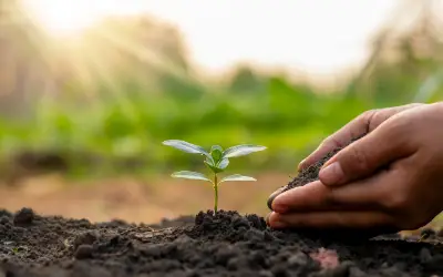 How to Plant New Seeds of Intention and Manifest with the Aries New Moon